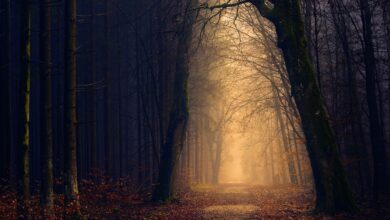 من ظلمات الابتلاء إلى نور القرب الإلهي: قصة إبراهيم عليه السلام